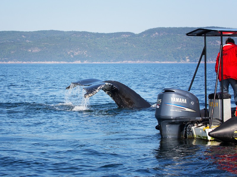 A humpback whale surfaces and dives near a whale watching boat in Toudassac, Quebec