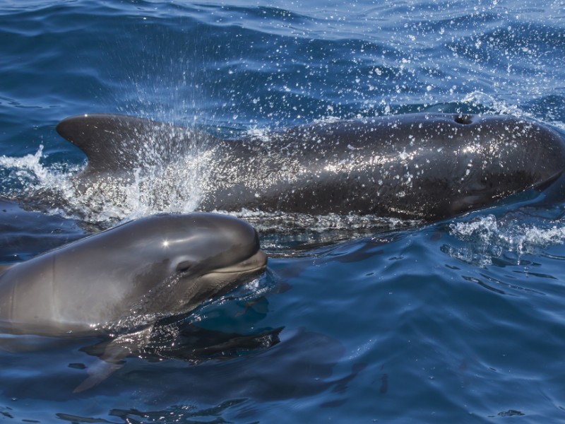 Mother and baby pilot whales