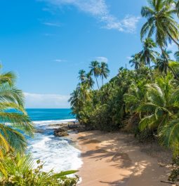 beach with palm trees and blue water