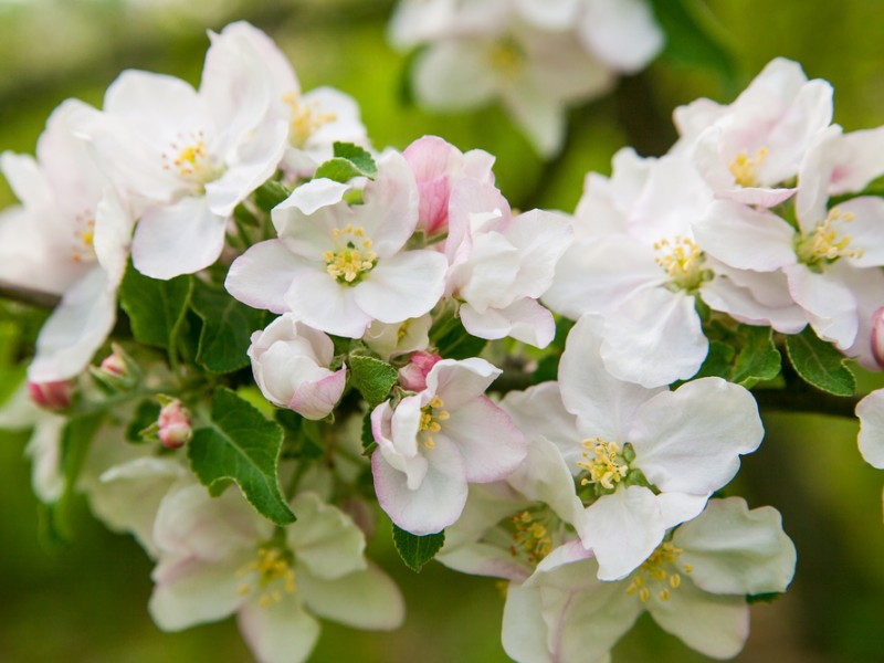 Blossoming apple in spring