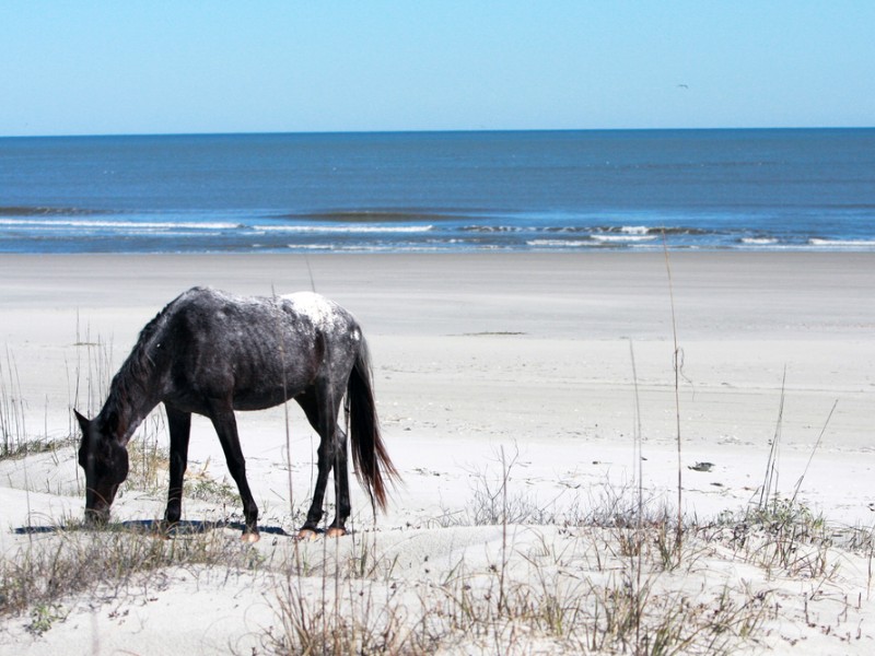 Cumberland Island