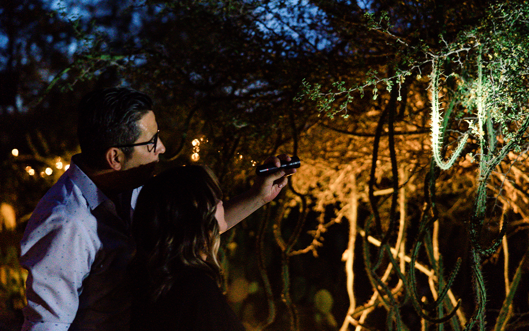 Flashlight Nights at Desert Botanical Garden