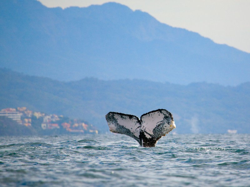 Humpback whale tail off the coast of Puerto Vallarta, Mexico