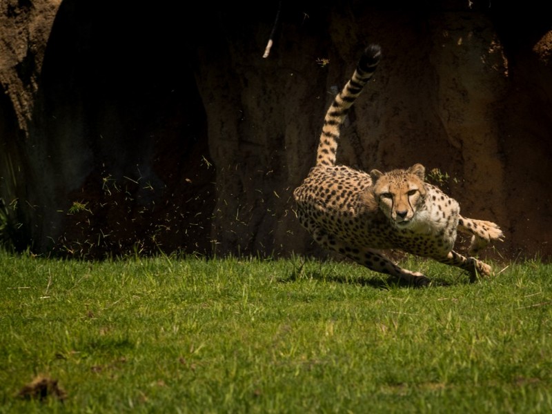 cheetah at Columbus Zoo and Aquarium, Columbus, Ohio