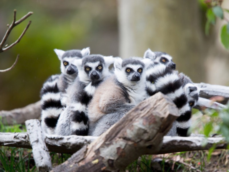 Lemurs at Woodland Park Zoo, Seattle, WA