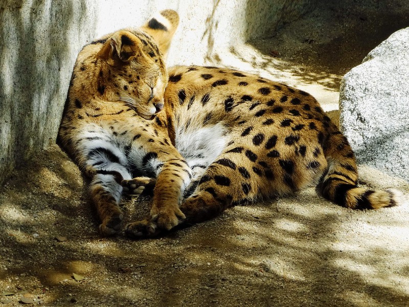 Amur Leopard at Living Desert Zoo, Palm Desert, CA