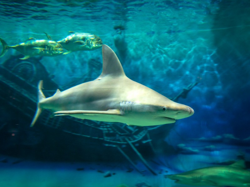 Jenkinson's Aquarium, Pleasant Beach, New Jersey