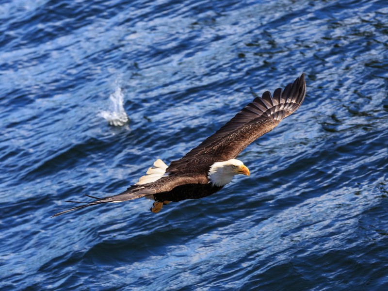 Bald Eagle failed to get its prey