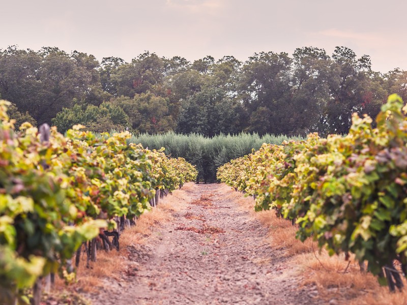 Val Verde Winery is the oldest continuously running winery in Texas.