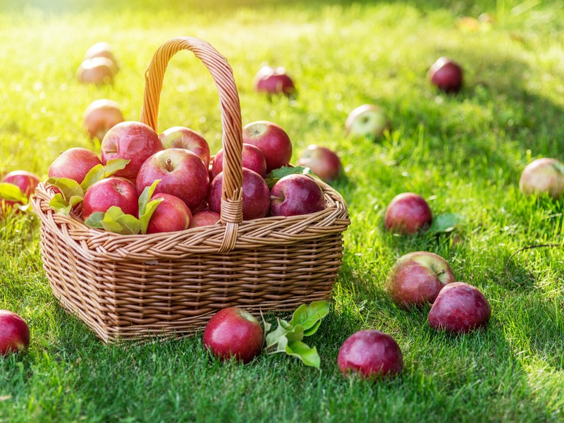 Apple basket after harvest