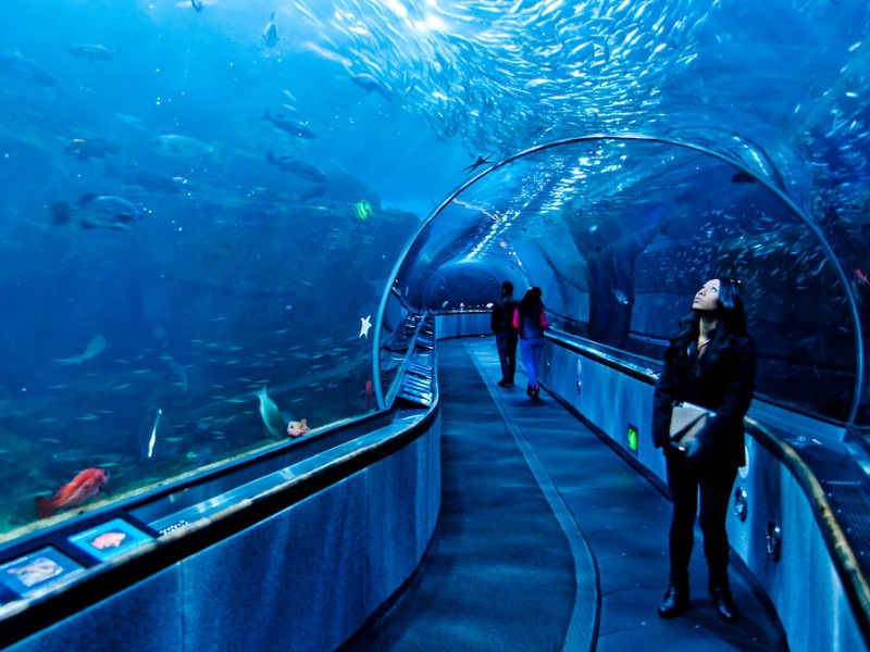 Glass tunnel San Francisco's Aquarium of the Bay 