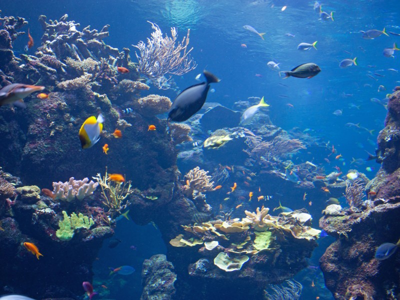 CAS Steinhart Aquarium, Golden Gate Park, San Francisco