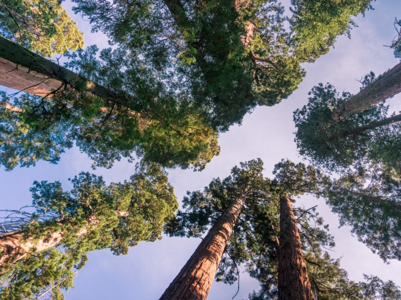 Looking up in a grove of Sequoia trees, Calaveras Big Trees State Park