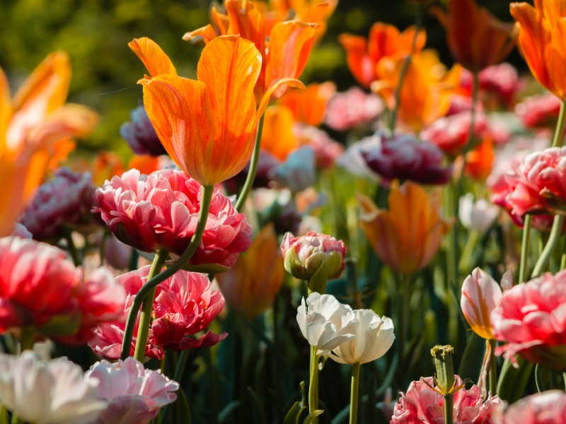 Beautiful flowerbed full of blooming tulips and peonies at the Frederik Meijer Gardens