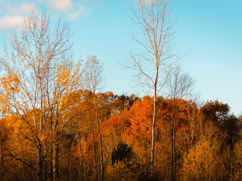 Landscape of Wahlfield Park near Grand Rapids