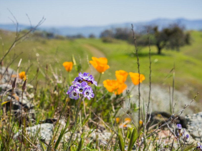 Close up of Gilia wildflowers, Henry W. Coe State Park