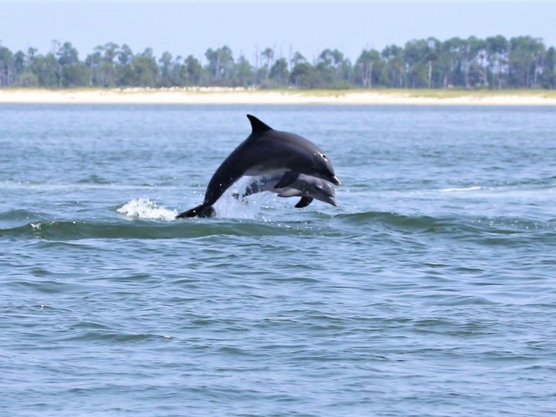 Dolphins in the Gulf 