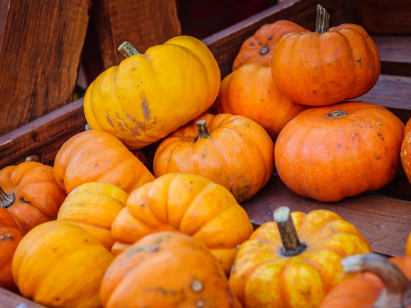 Colorful pumpkin on display