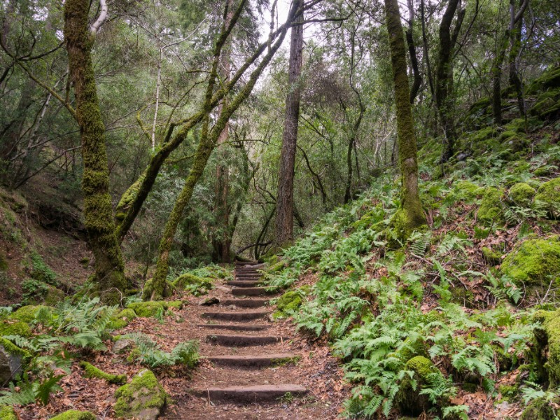 Fern lined hiking trail, Sugarloaf Ridge State Park