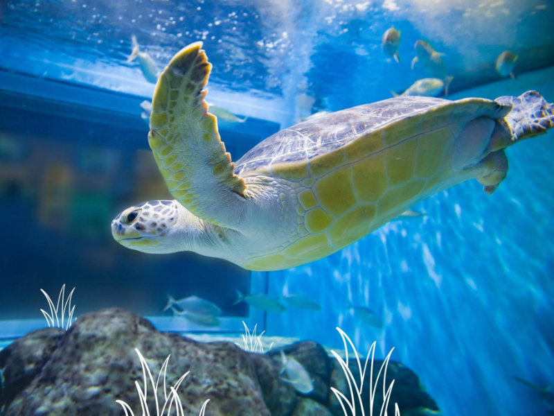 Sea turtle