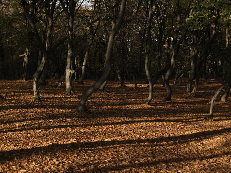 Hoia-Baciu forest 