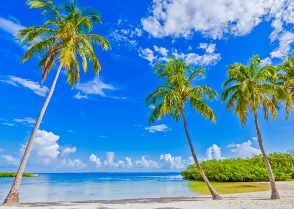 Palm trees on sandy beach and calm waters