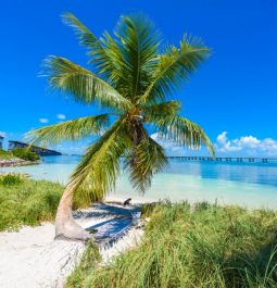 palm tree on beach at bahia honda state park