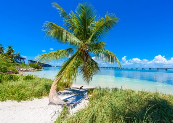 palm tree on beach at bahia honda state park