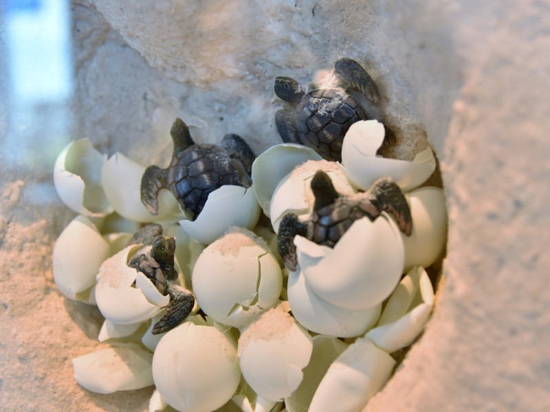 Baby turtles hatching, Padre Island, Texas