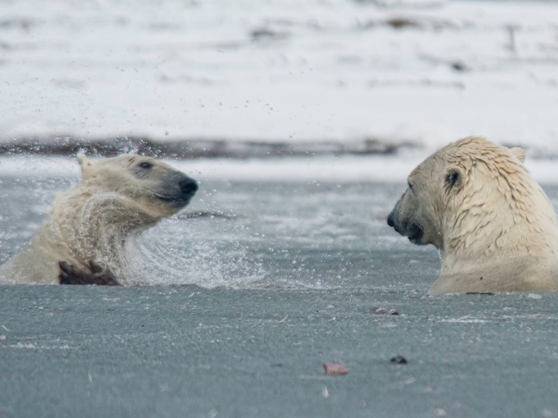 polar bears in Kaktovik, Alaska