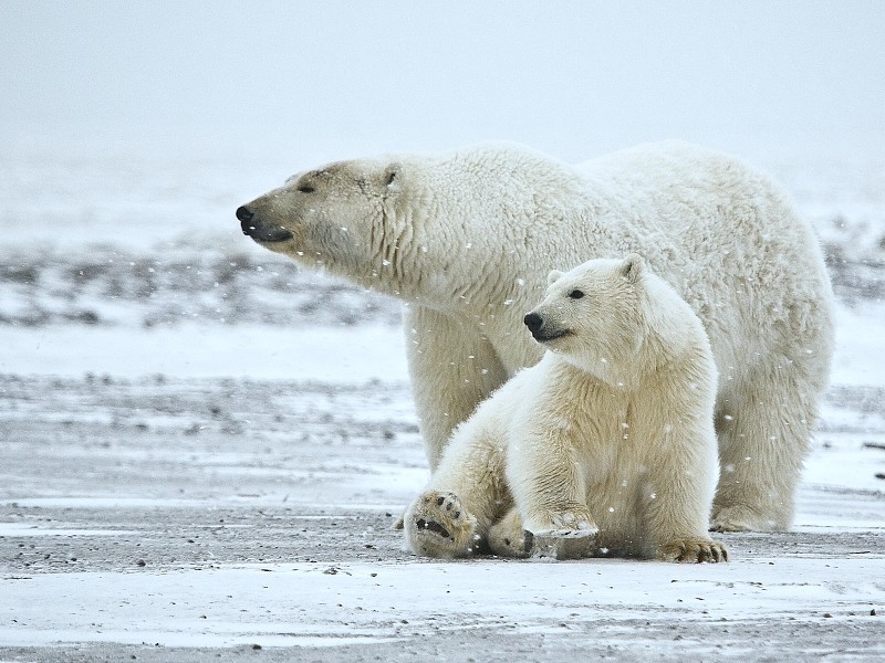 Polar bears in Arctic National Refuge, Alaska