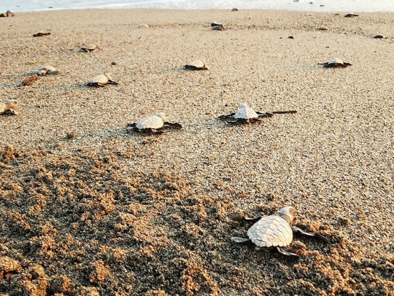 baby sea turtles on the beach in Puerto Vallarta