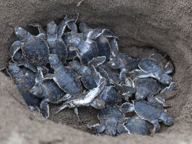 Baby green turtles on the beach in Costa Rica 