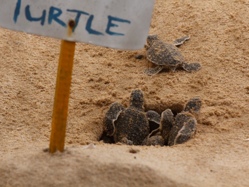 Loggerhead baby sea turtles in Sri Lanka