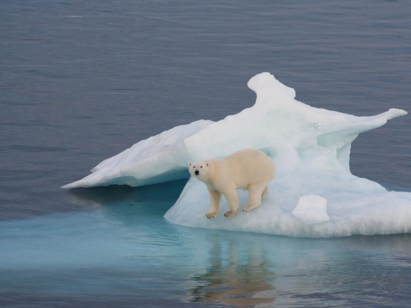 Polar bear on an iceberg off the Greenland coast