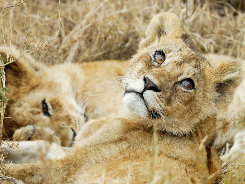 Lion cubs, Serengeti National Park, Africa