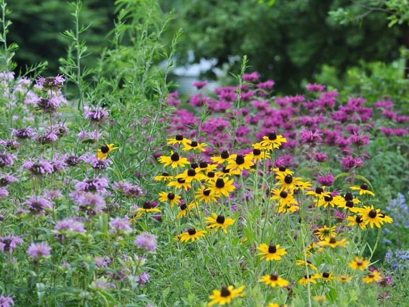 North Carolina Botanical Garden