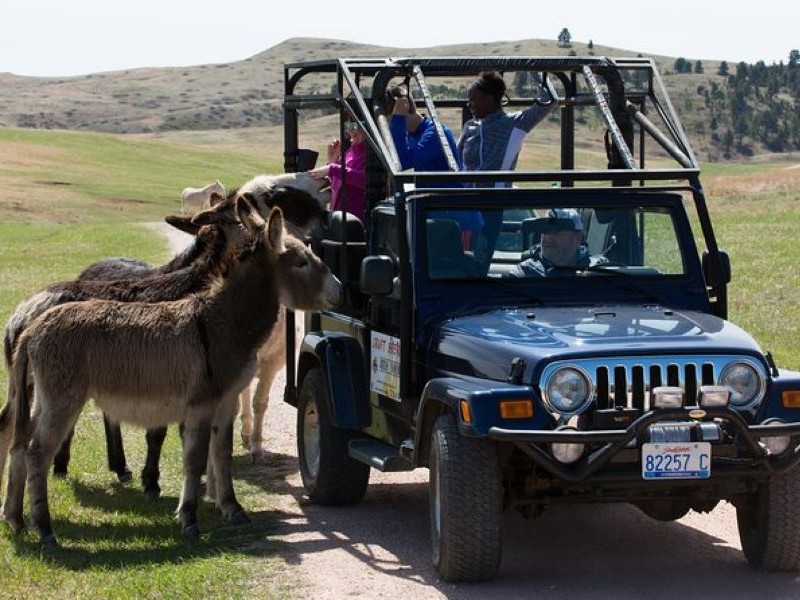 Jeep tour in Custer State Park, South Dakota