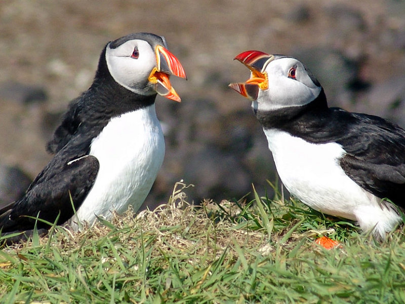 Cotland Puffins