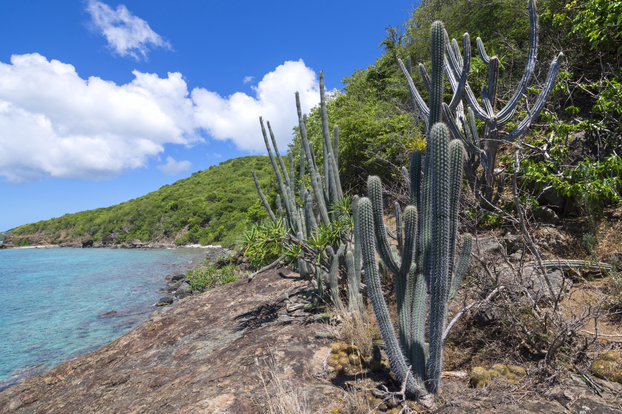 Naturally occurring variety of endemic cactus and other plants