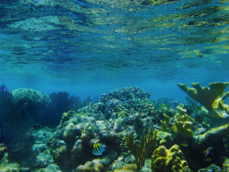 Tropical underwater coral in Puerto Rico