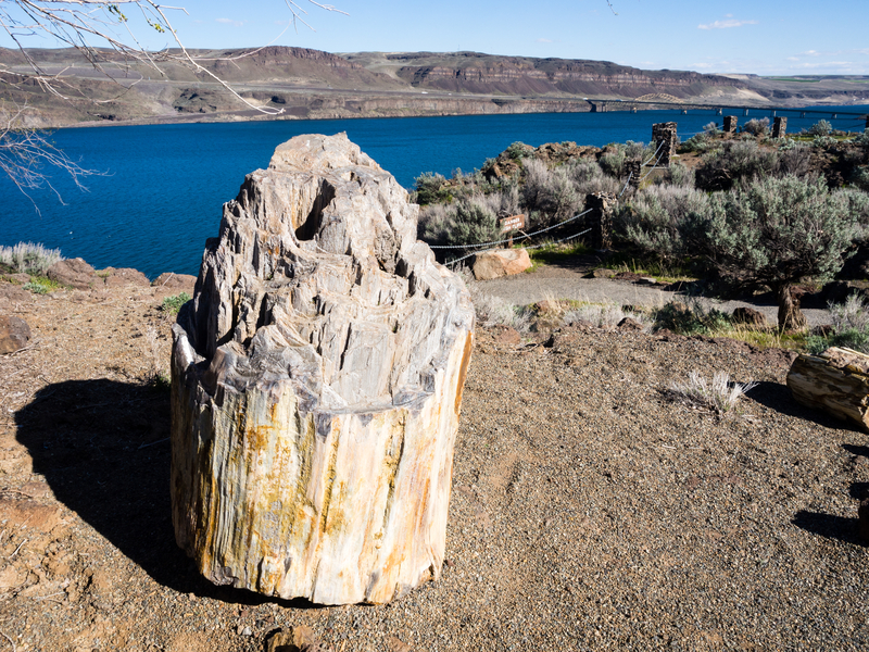 Ginkgo Petrified Forest State Park in Washington state