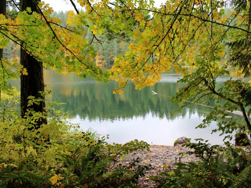 Colorful trees at Battle Ground Lake State Park