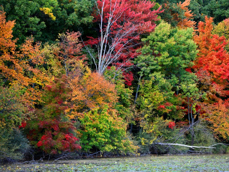 Colorful autumn trees in Maybury State Park