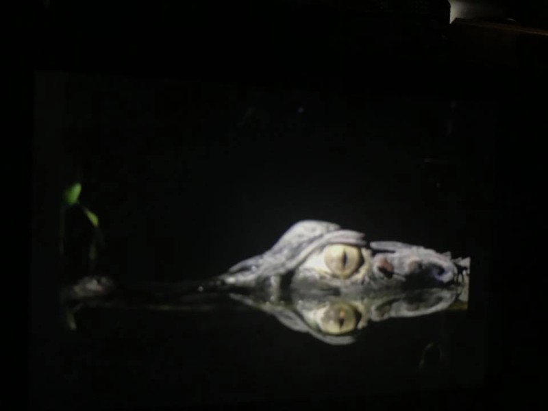 Caiman at night in the Ecuadoran Amazon