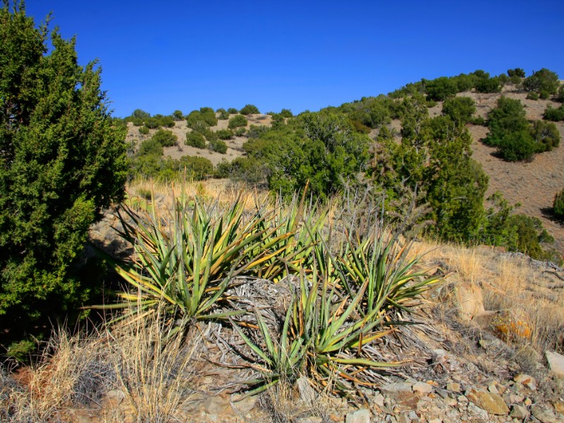 Junipers and banana yuccas in Cerillos Hills State Park
