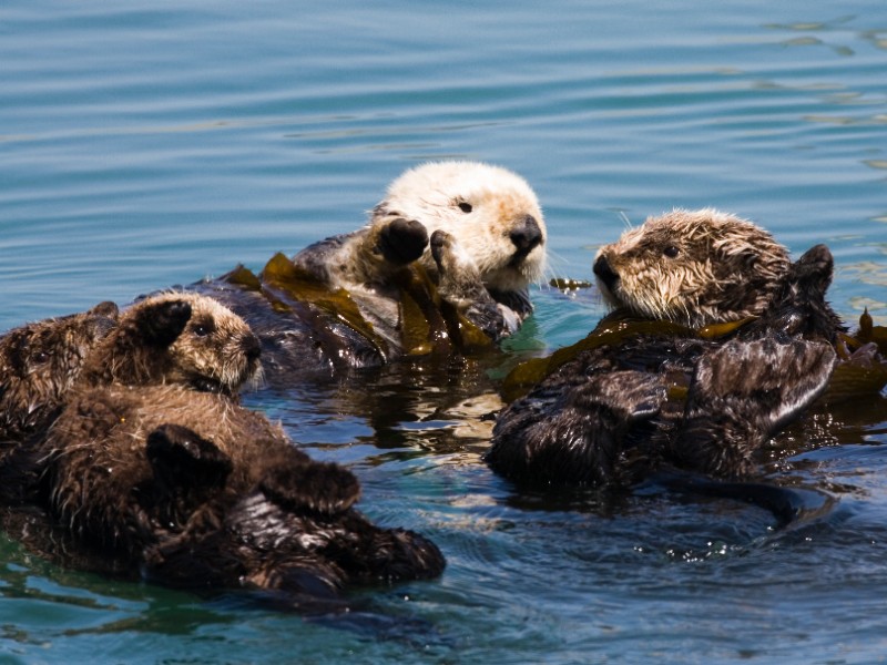 Sea otters in Monterey Bay