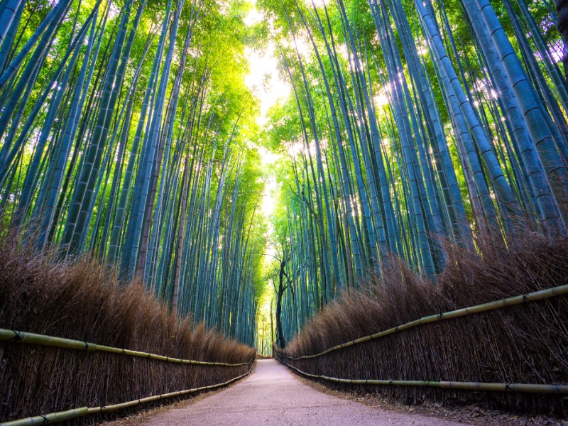 Arashiyama Bamboo Forest Grove, Kyoto Japan