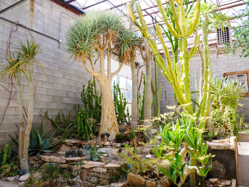 Plants at Living Desert Zoo Gardens State Park