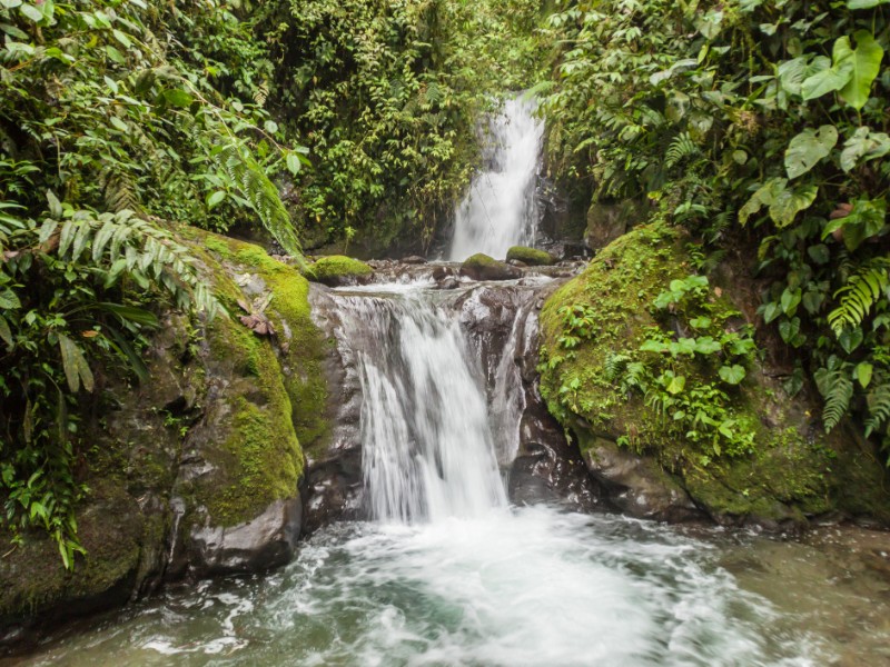 Mindo Cloud Forest, Ecuador